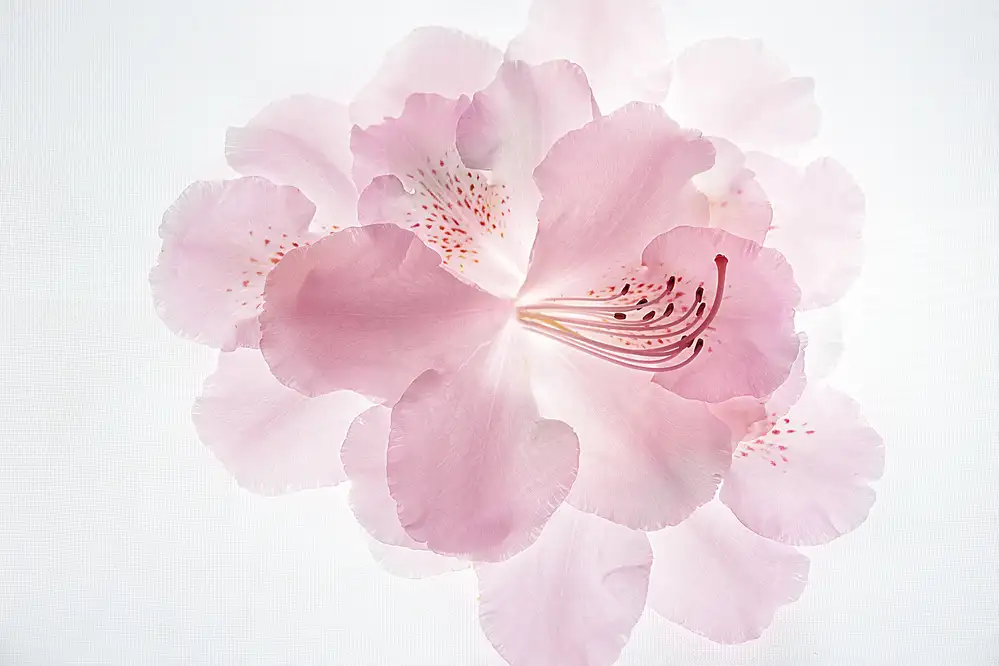 Shumilova, Ludmila: Rosa Traum