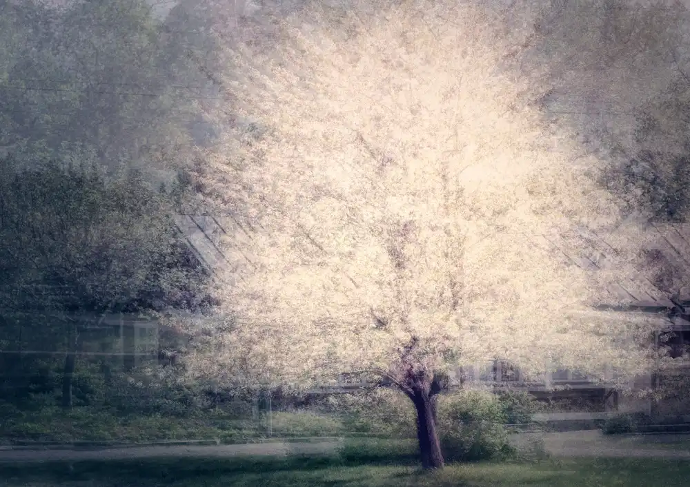 Holmström, Katarina: Melo in fiore