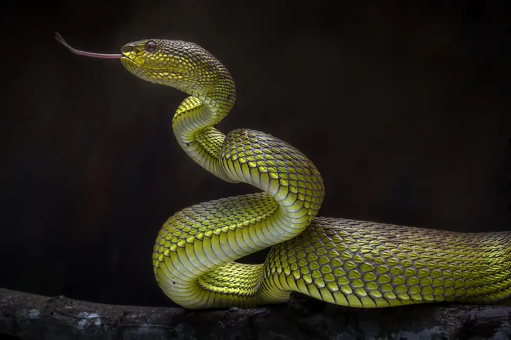 Maududdin, Fauzan: Gruselige grüne Viper