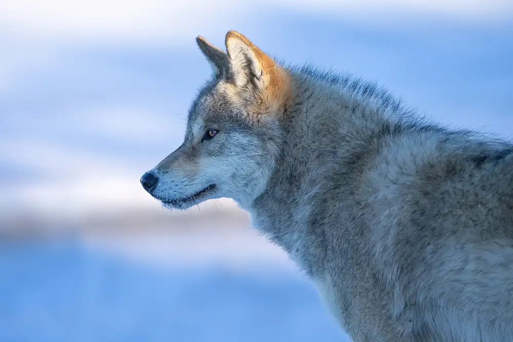 Z, Bingo: Un loup vigilant