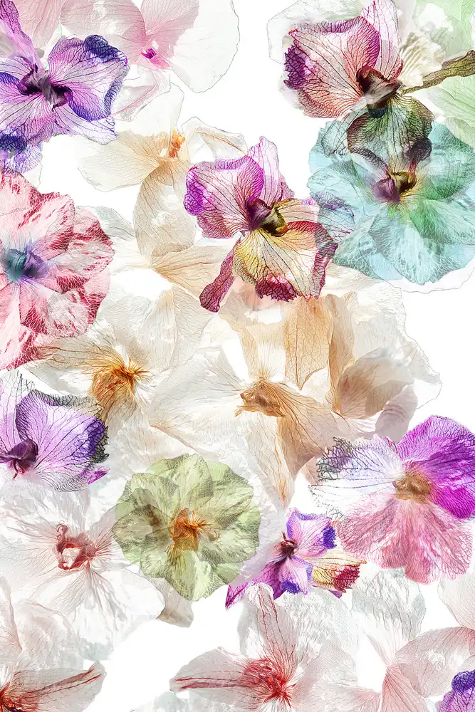 Shumilova, Ludmila: Geisterorchideen