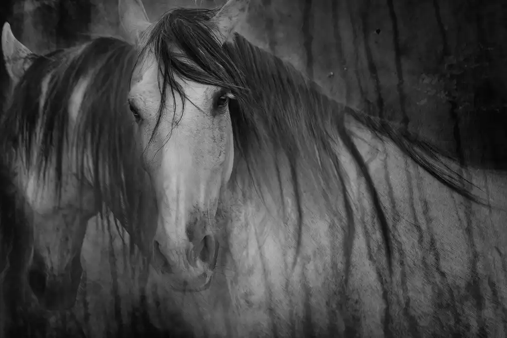 Benezech, Martine: Mirror of the soul