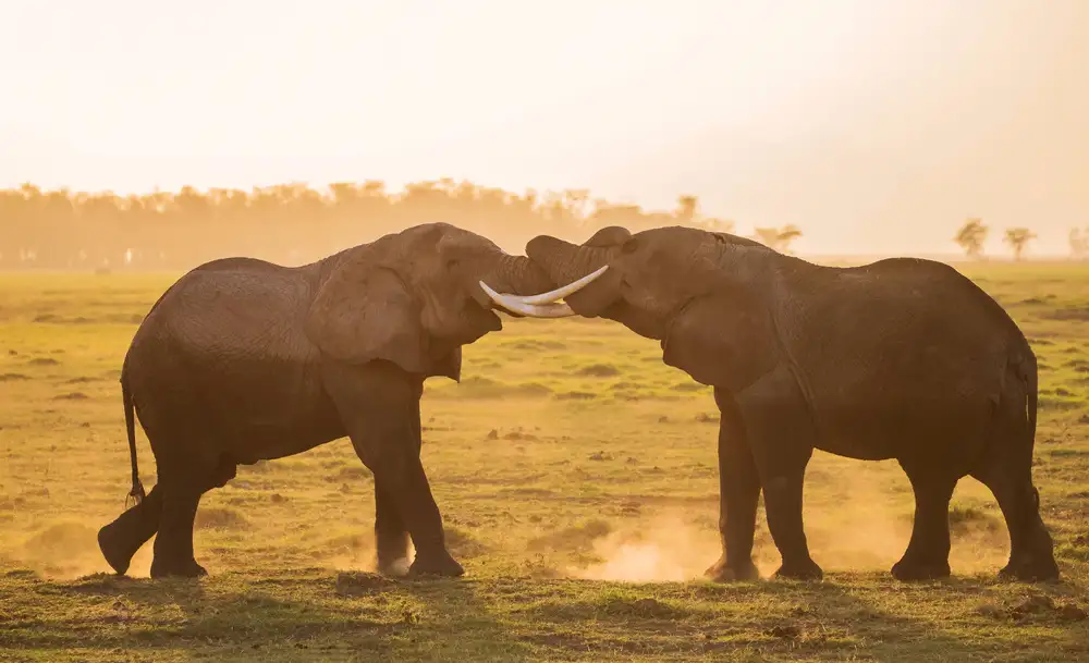 Jiang, Hao : Fight at sunset
