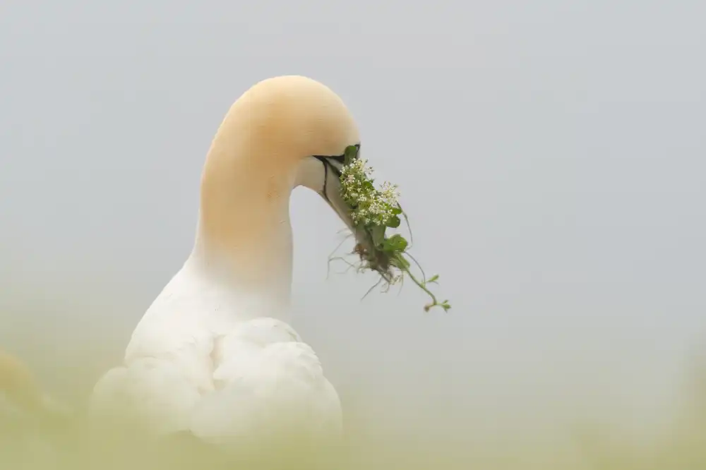 Keurlinckx, Els: Bouquet de la mariée