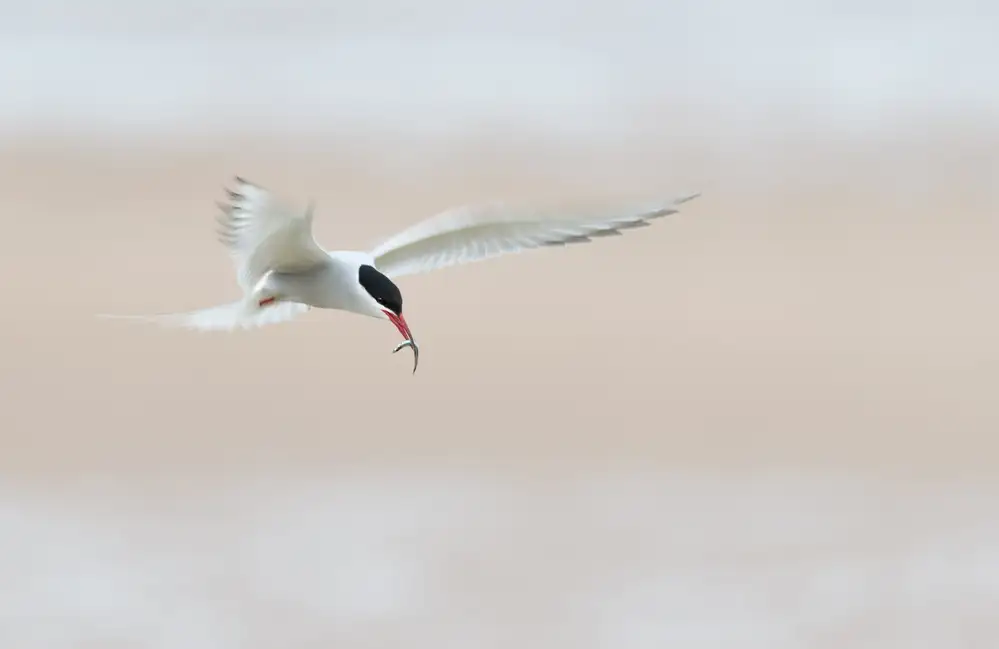 Keurlinckx, Els: Sterne avec poisson au bord de la plage