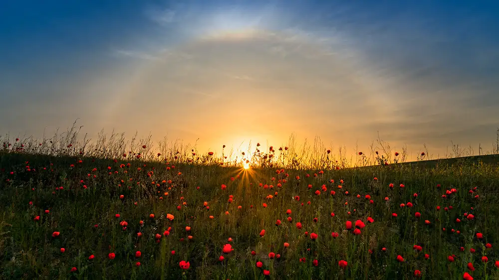 Zhu, Hua: Red poppies and sunrise