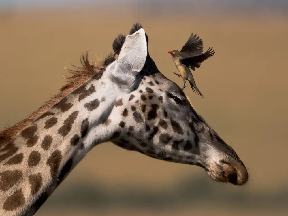 Yu, Tony: Oxpecker and Giraffe
