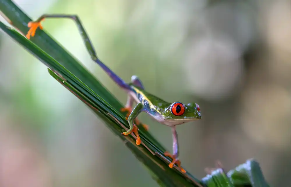 Keurlinckx, Els: Agalychnis Callidryas 3