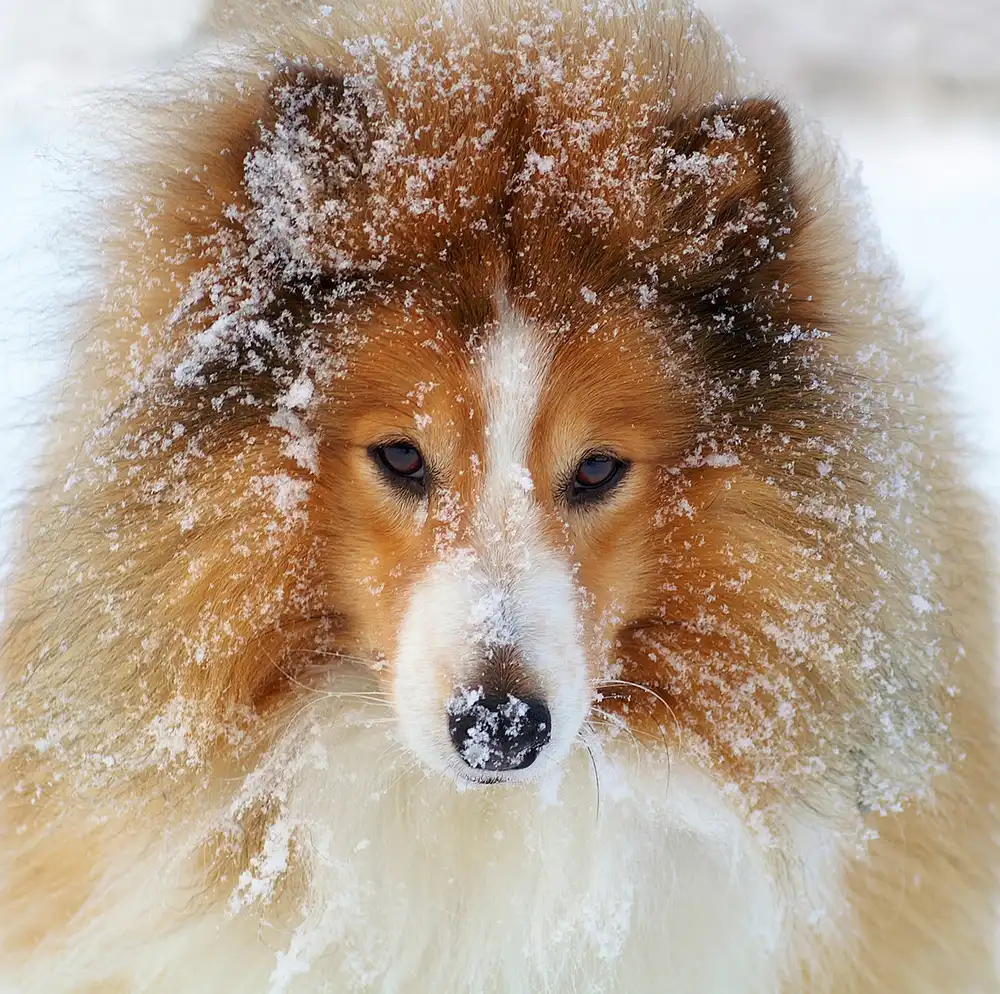 Wallberg, Allan: Sheltie pes