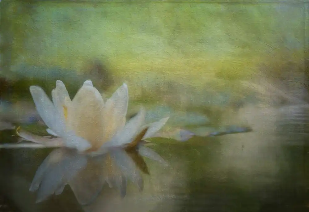 Eisenmann, Ulrike: Nymphaea