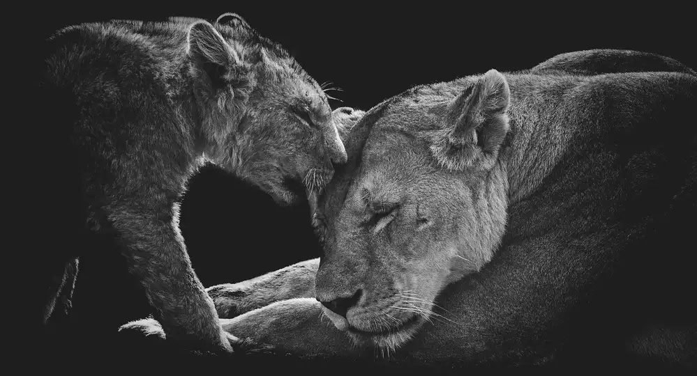 Vidak, Vedran: familia de leones
