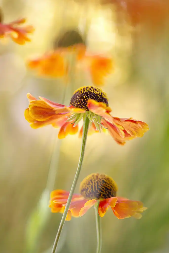 Disher, Mandy: Helenium