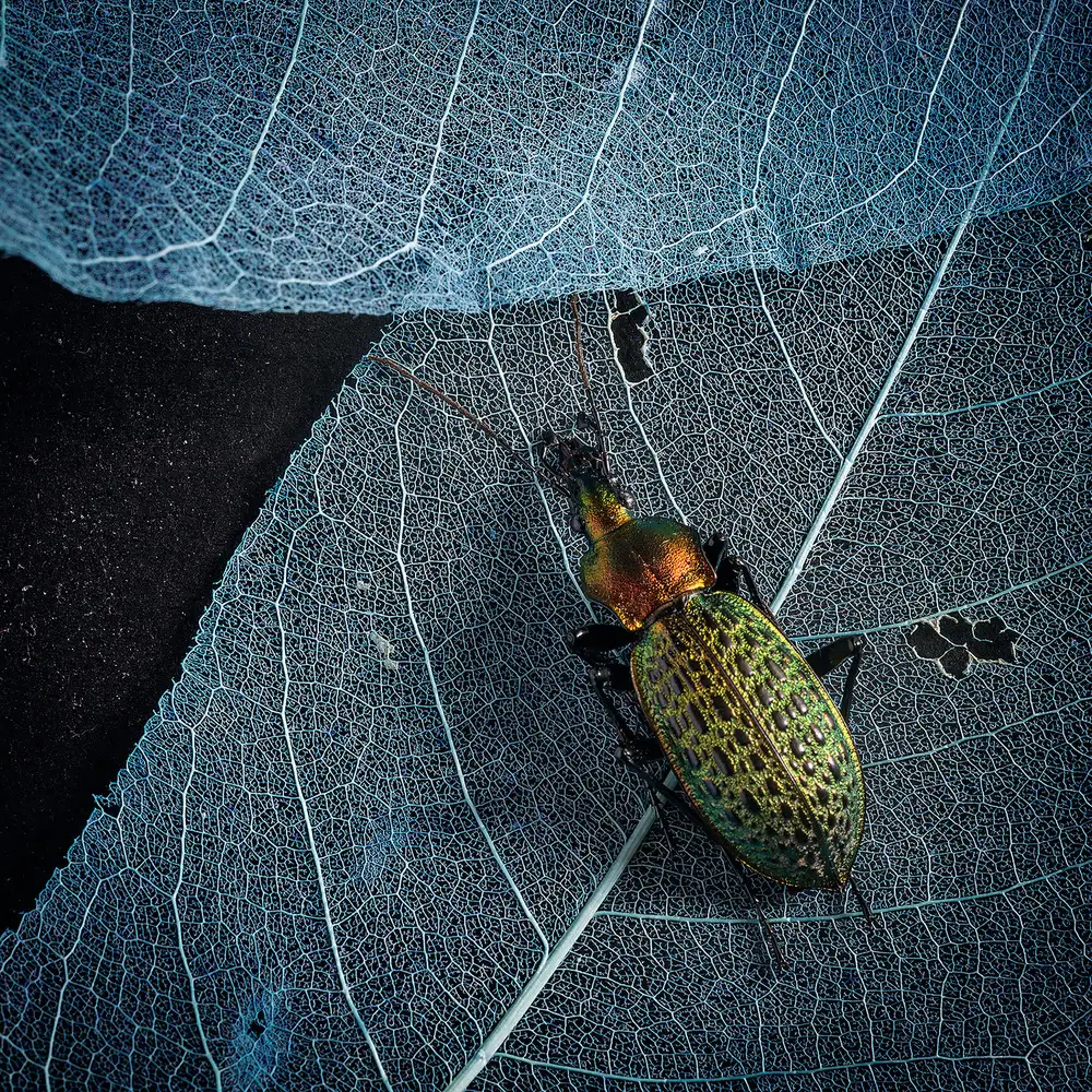 Z, Bingo: Un bel insecte
