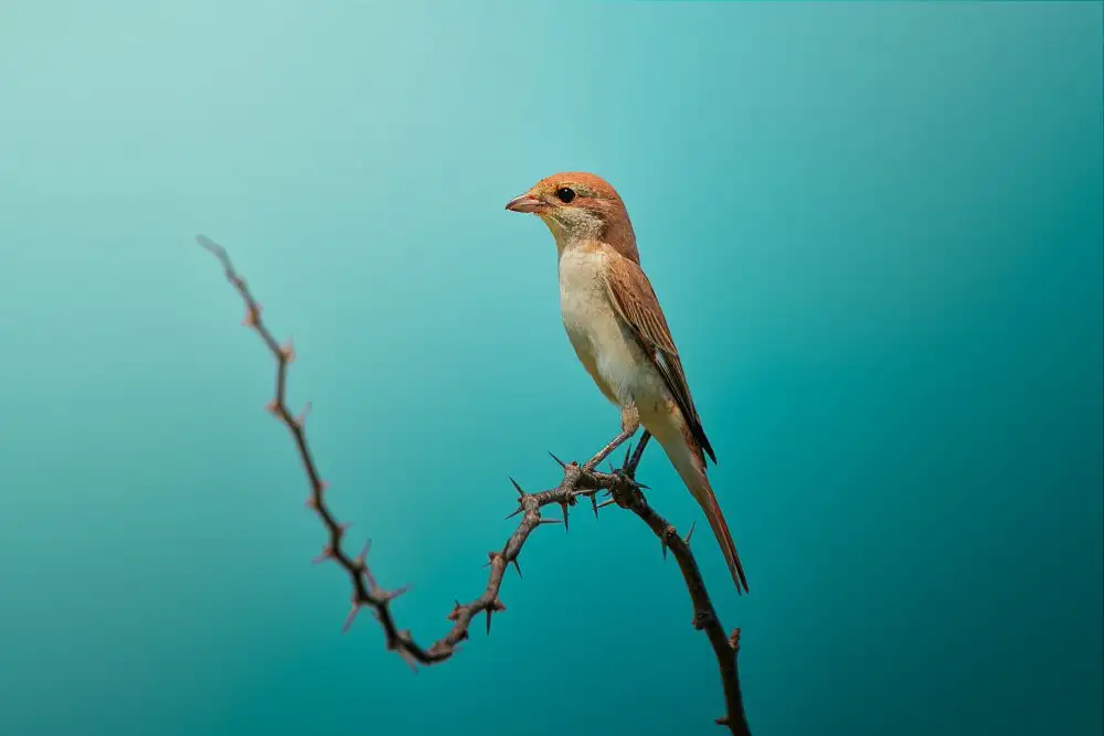 Pezeshki, Sina: Red Tailed Shrike!