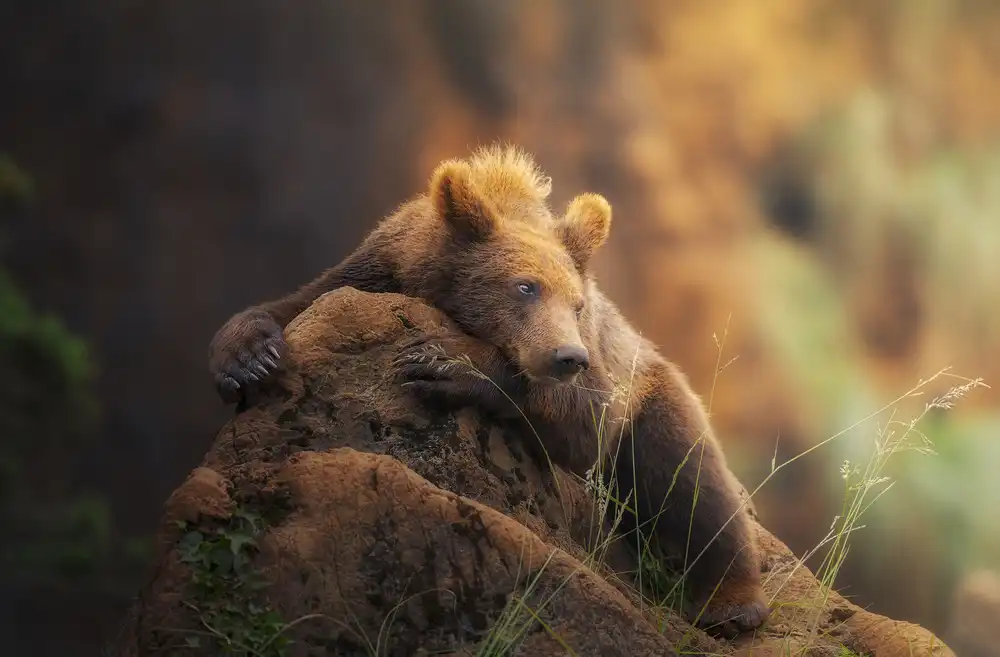 Ruiz, Saavedra Sergio: Bear portrait