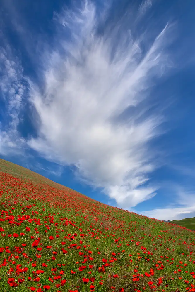 Zhu, Hua: Red Poppies in Tianshan
