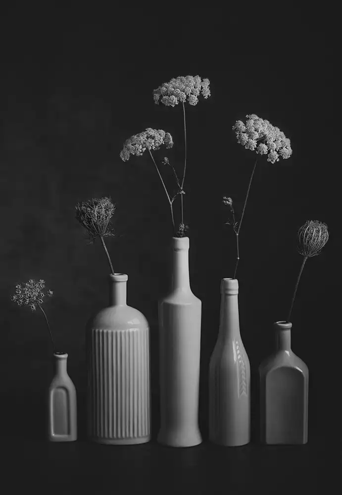 Jacobs, Lydia: Daucus Carota