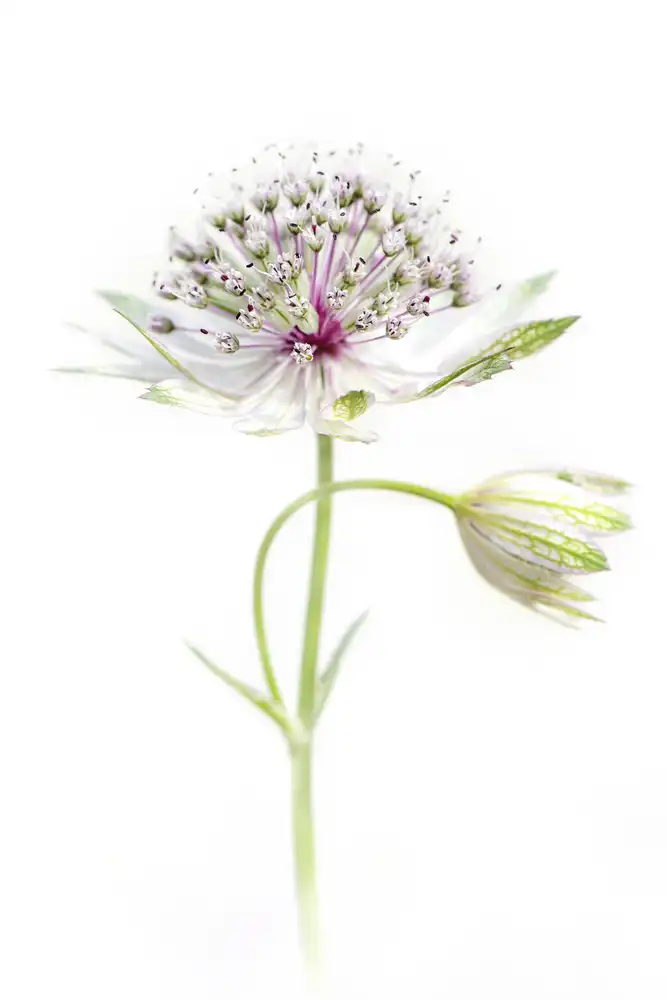 Parker, Jacky: Simplemente Astrantia