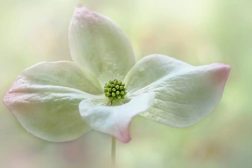 Parker, Jacky: Cornus Kousa