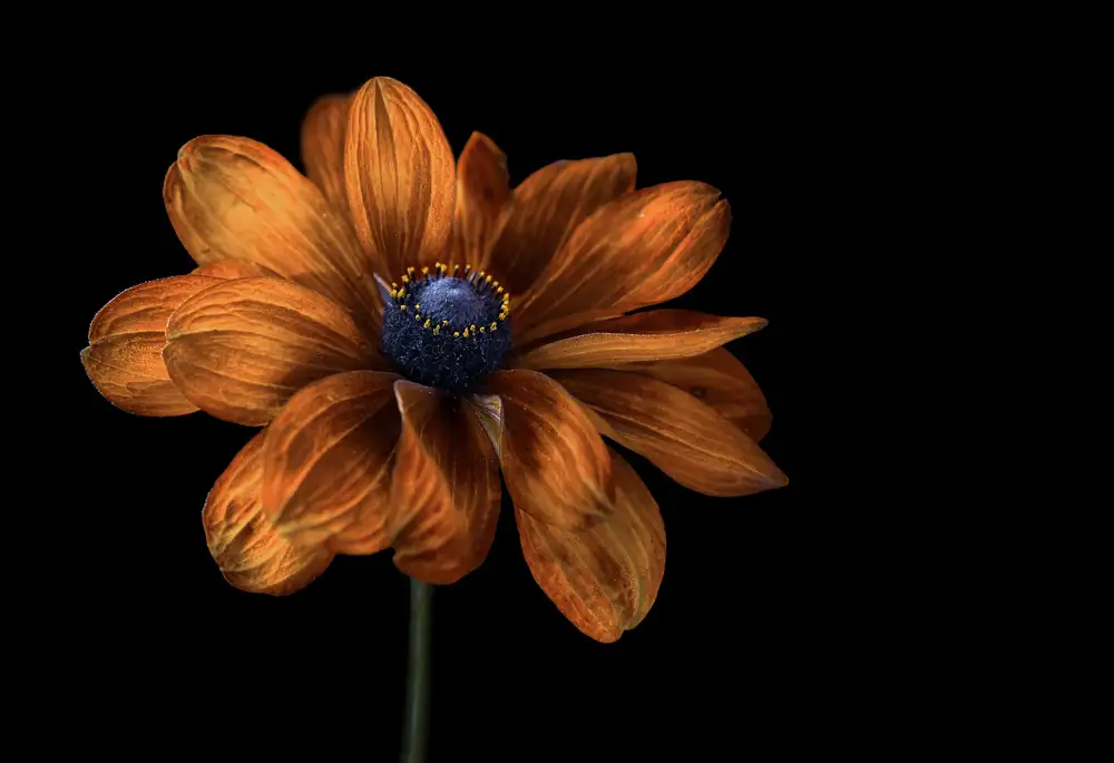 Disher, Mandy: Rudbeckie