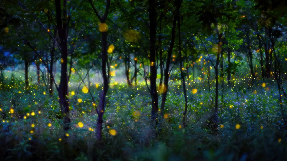 Zhu, Hua: Magic fireflies