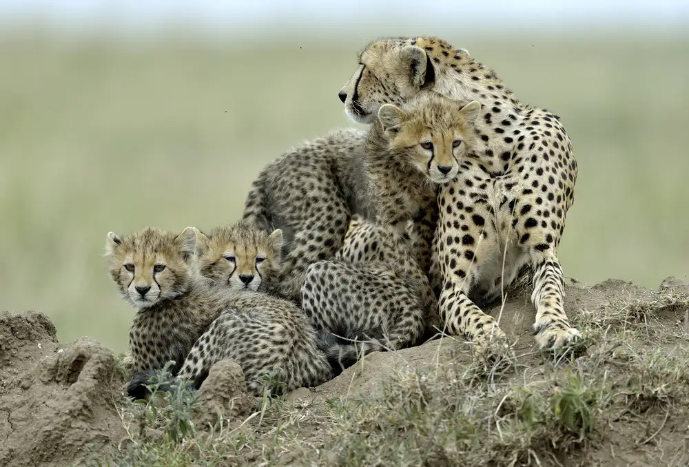 DAmico, Giuseppe: Cheetah
