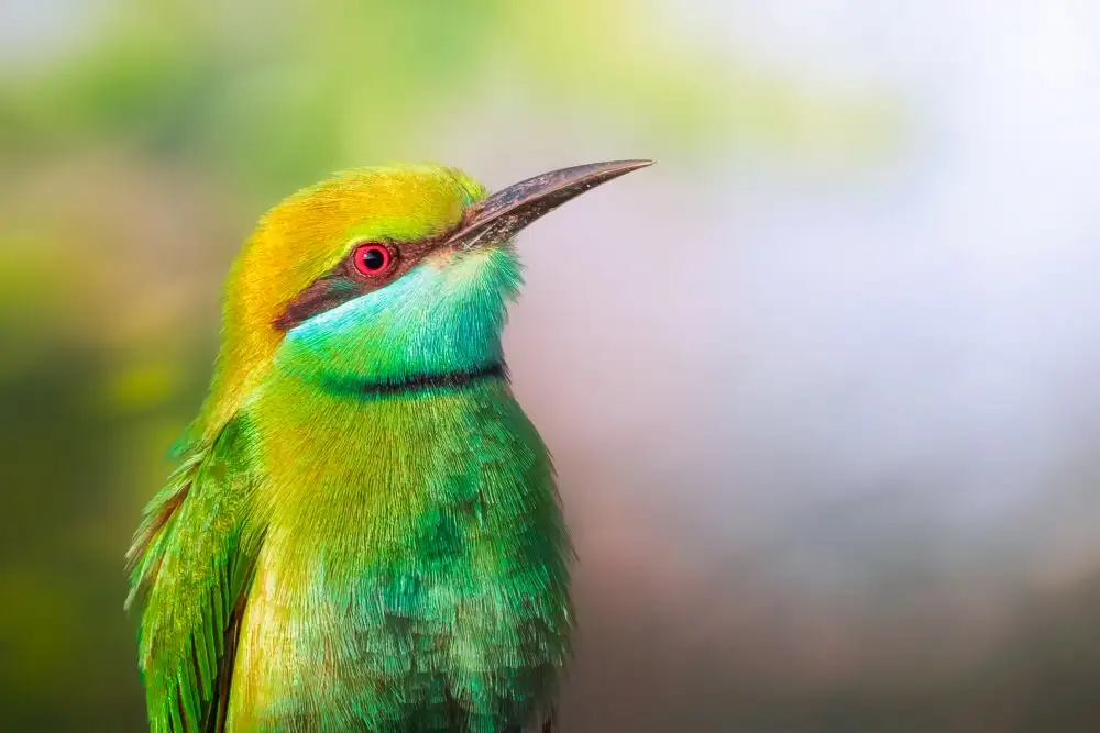 Pezeshki, Sina: Little Bee-eater