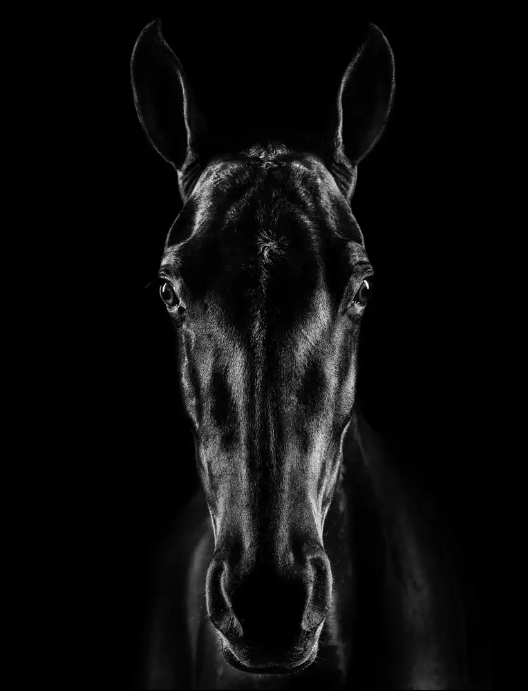 Carvalho, Jackson: El caballo en Noir 15