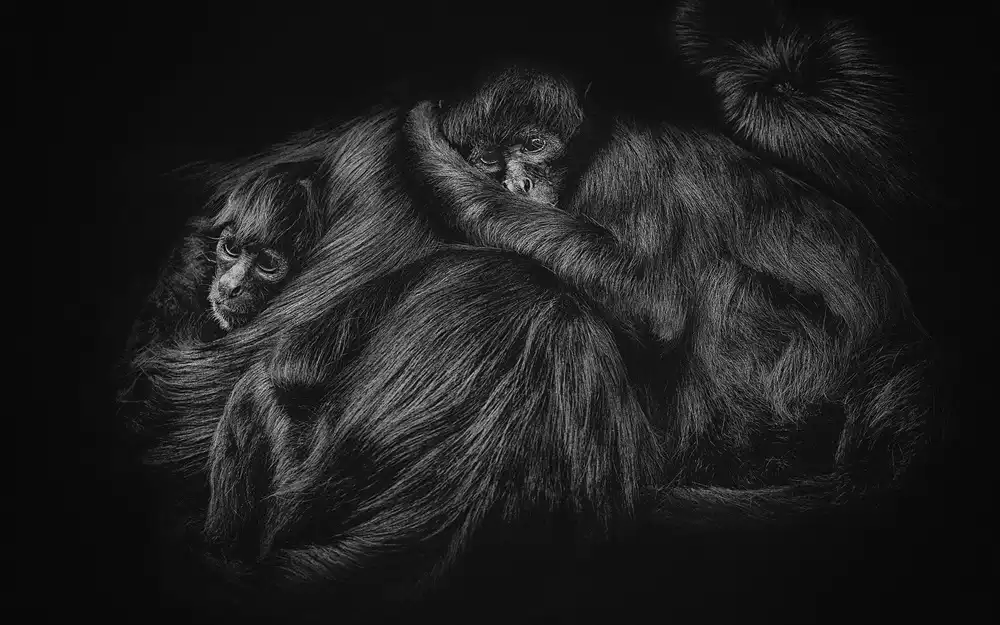 Gomez, Paul: PIDER MONKEYS