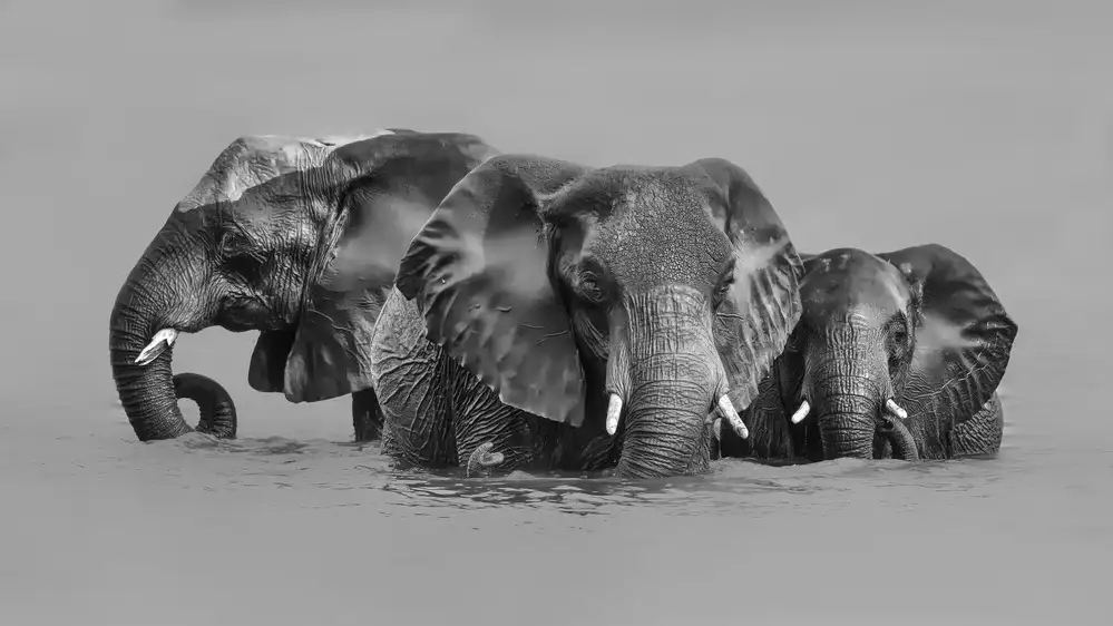 Zuo, Jun: Elefant überquert den Fluss