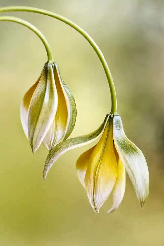 Disher, Mandy: tulipanes