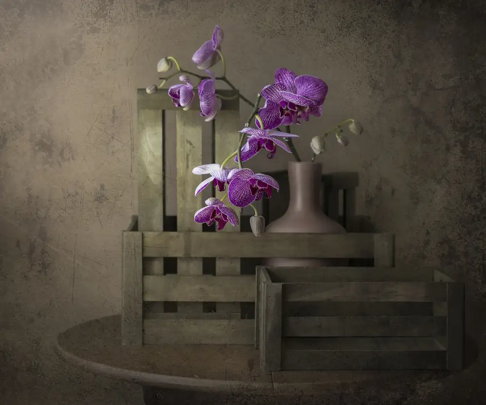 Perfoncio, Margareth: The beauty of the orchid