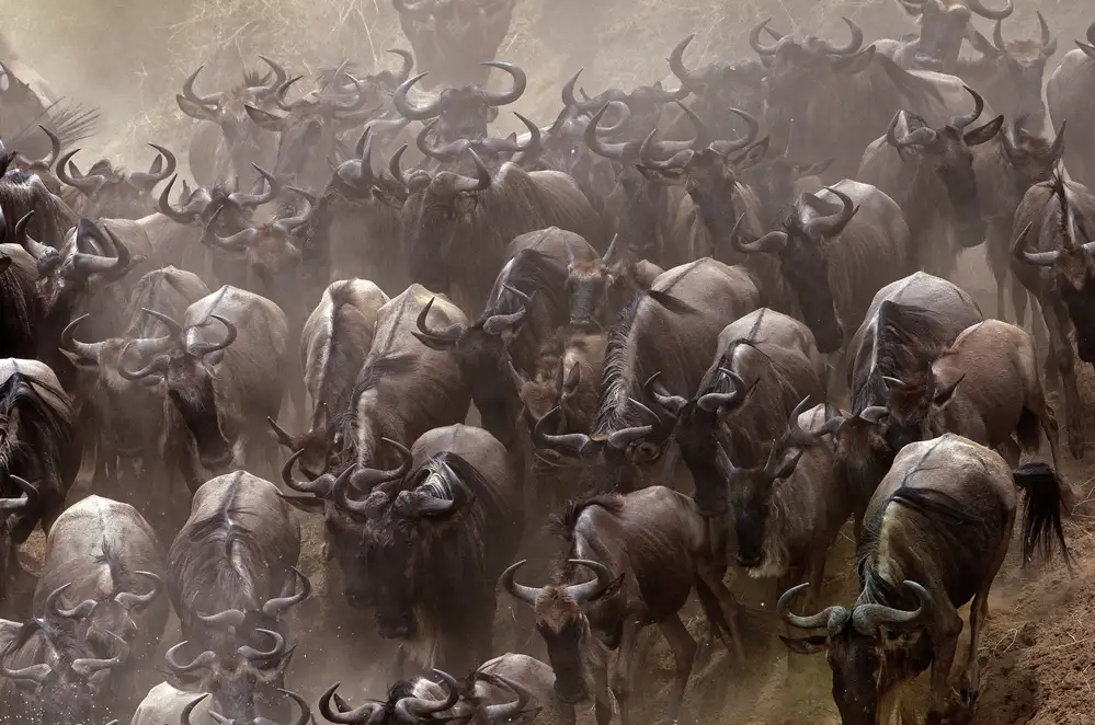 DAmico, Giuseppe: Crossing