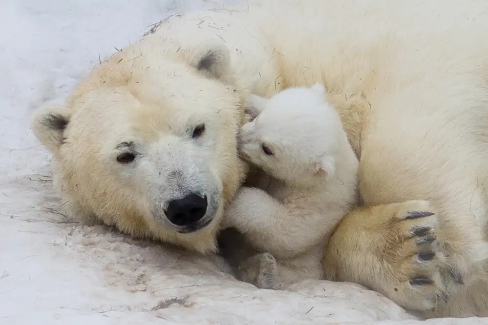 Belovodchenko, Anton: Eisbär mit Mama