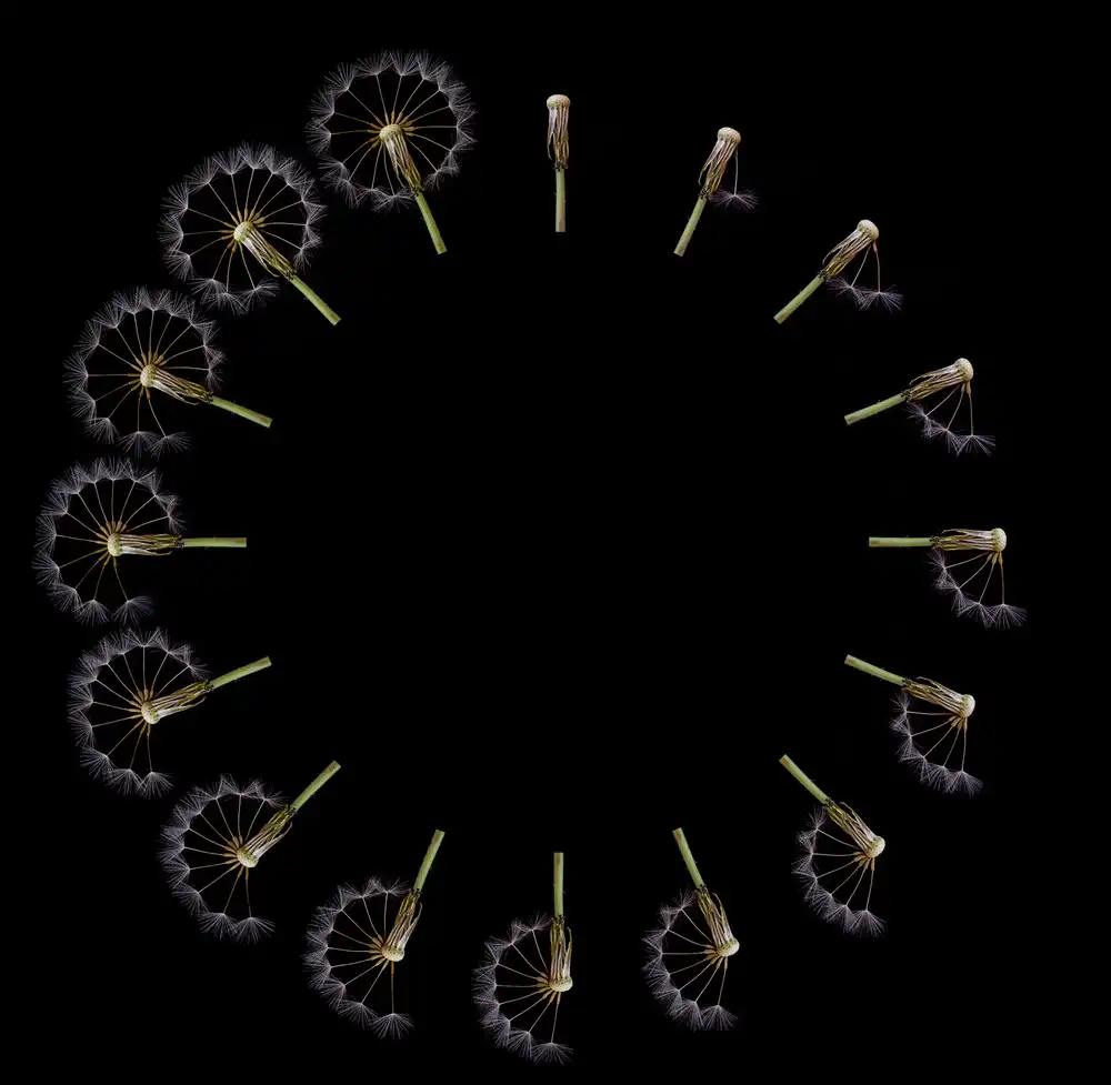 Lionse, Art: Reloj Diente De León