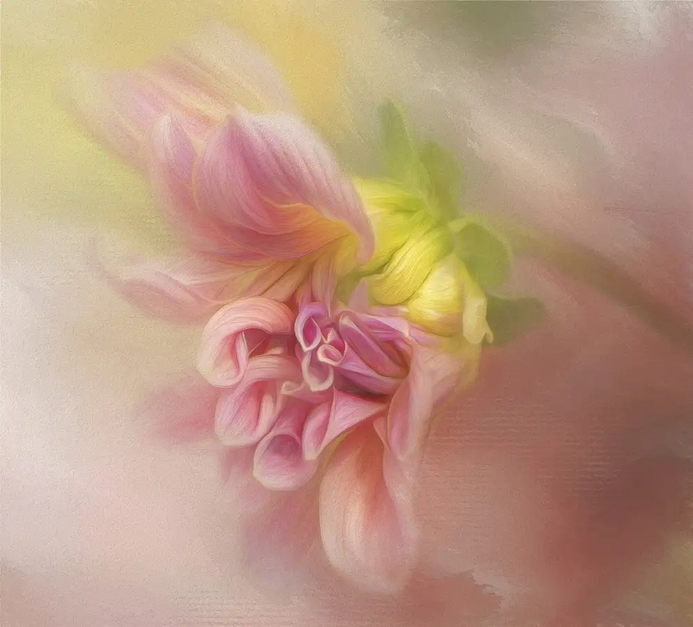Gray, Gaille: Dahlia vznikající