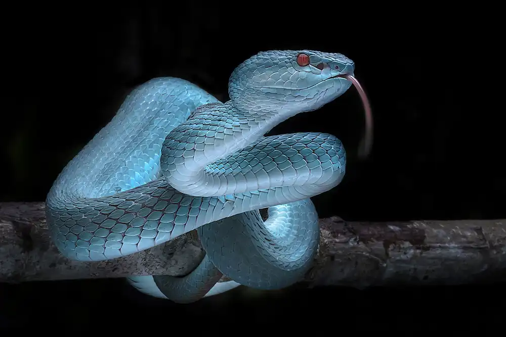 Maududdin, Fauzan: Venomus Blue Viper Snake