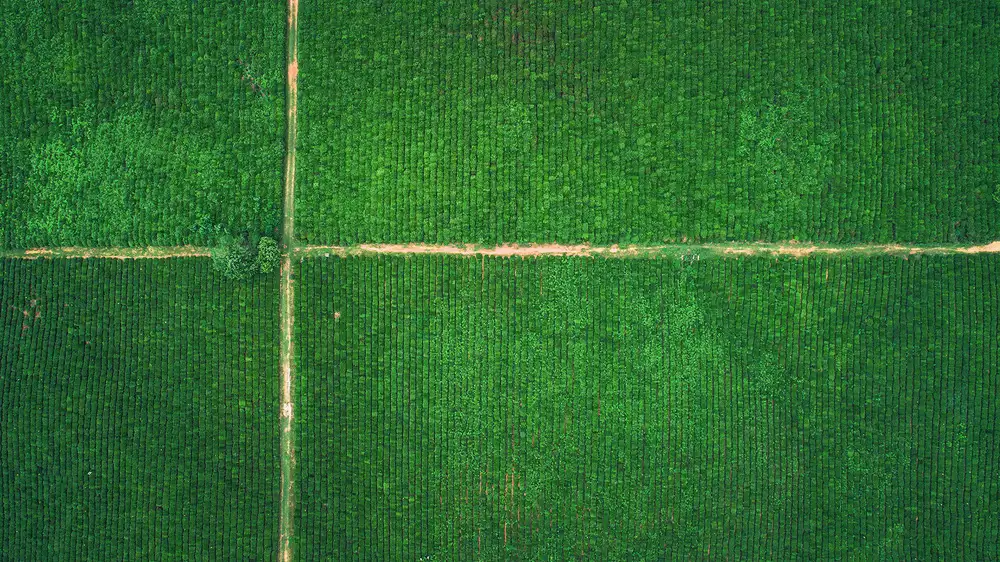 Tianqi: Tee Garten