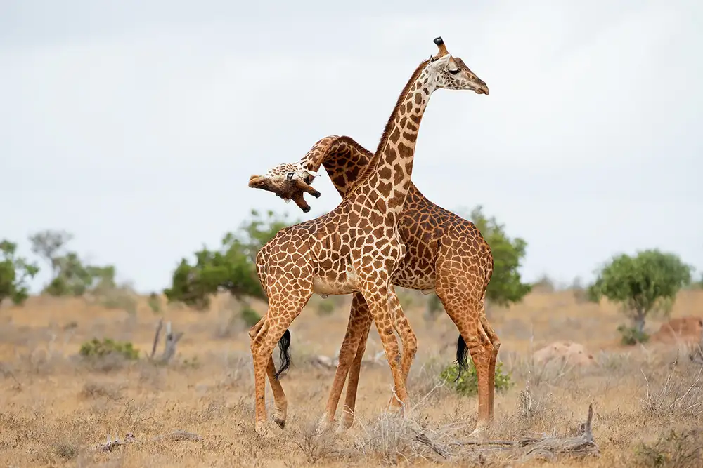Pozzi, Marco: Necking
