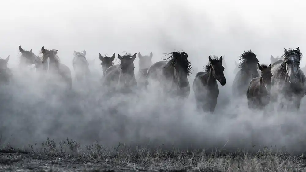 Pancareken, Yavuz: Mustangs