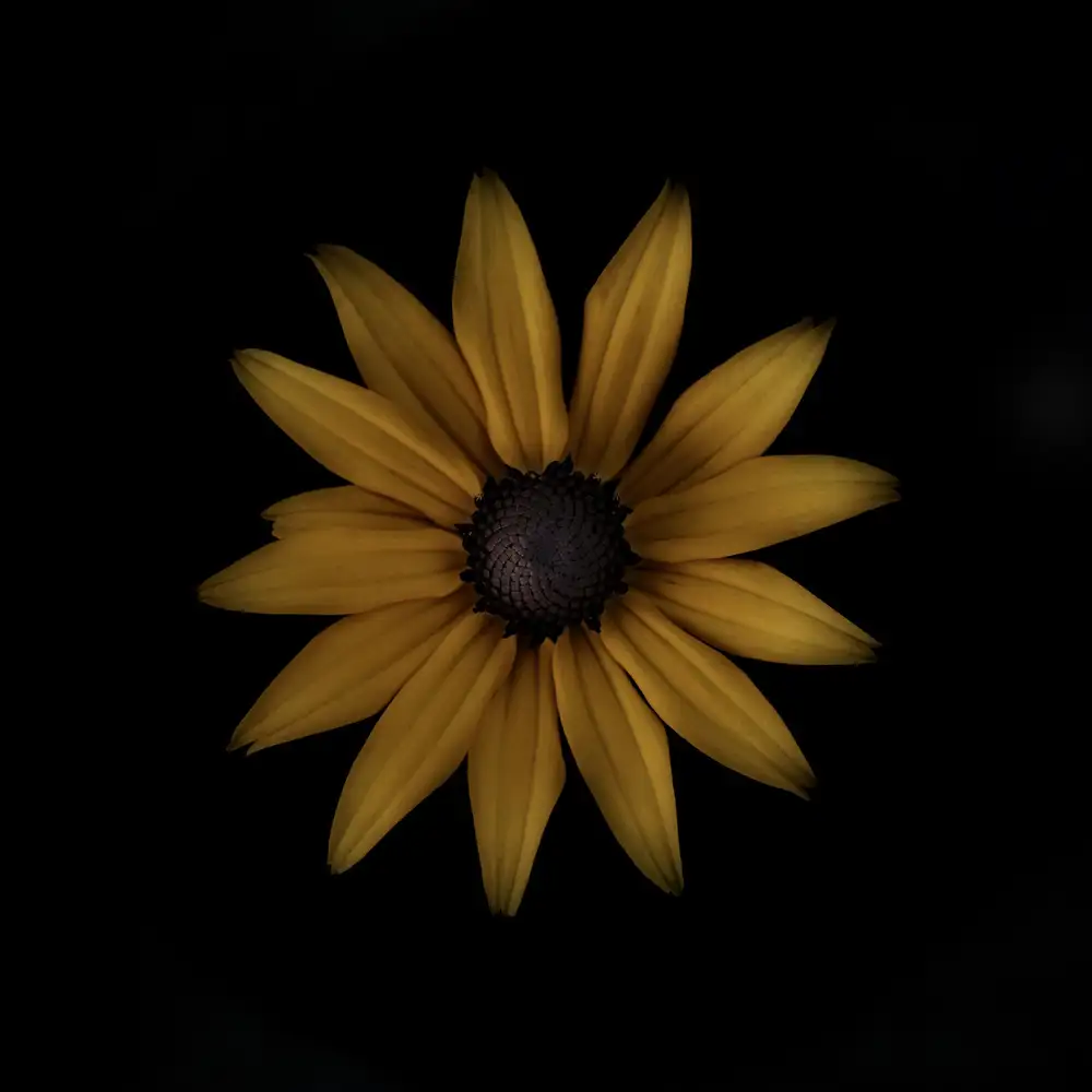 Grønkjær, Lotte: Rudbeckia