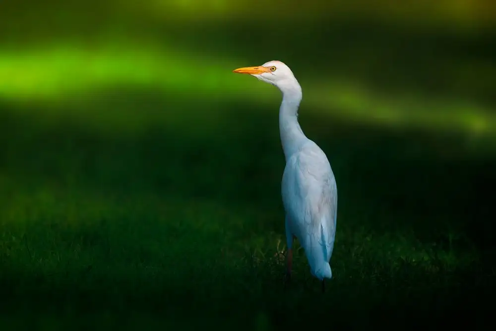 Pezeshki, Sina: Cattle Egret