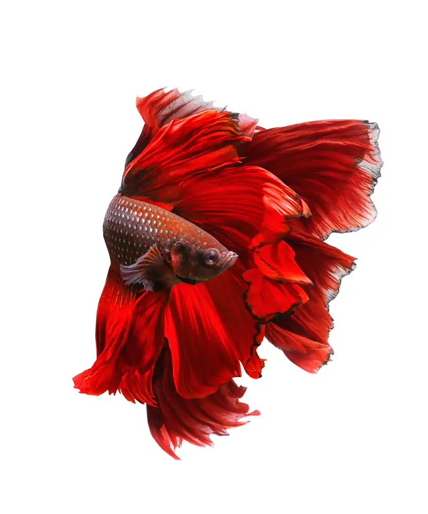 Halil, Andi: The Red Dress