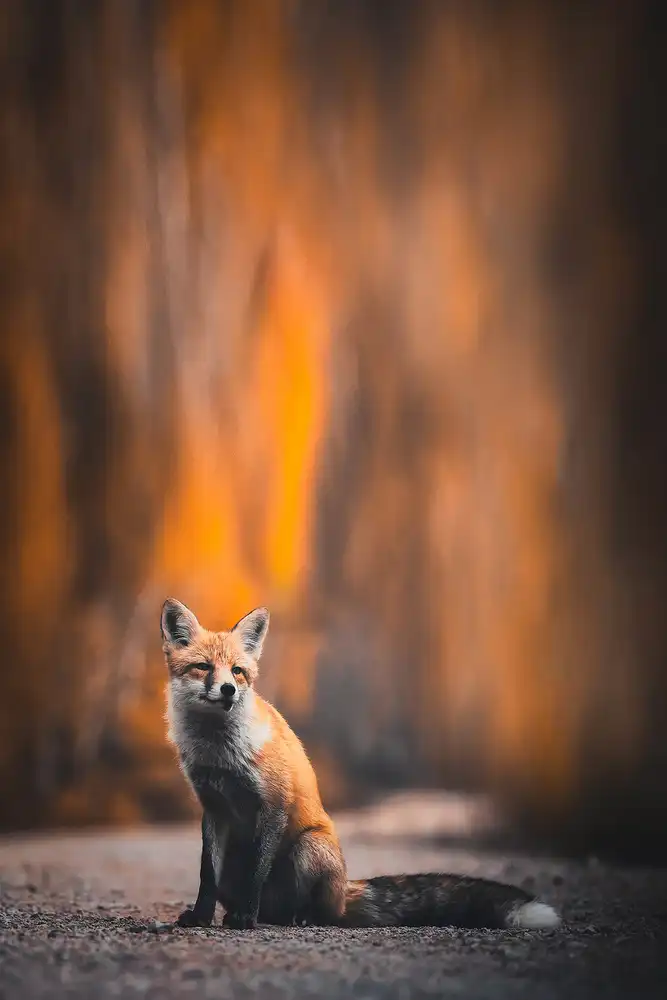 Tianqi: Fuchs