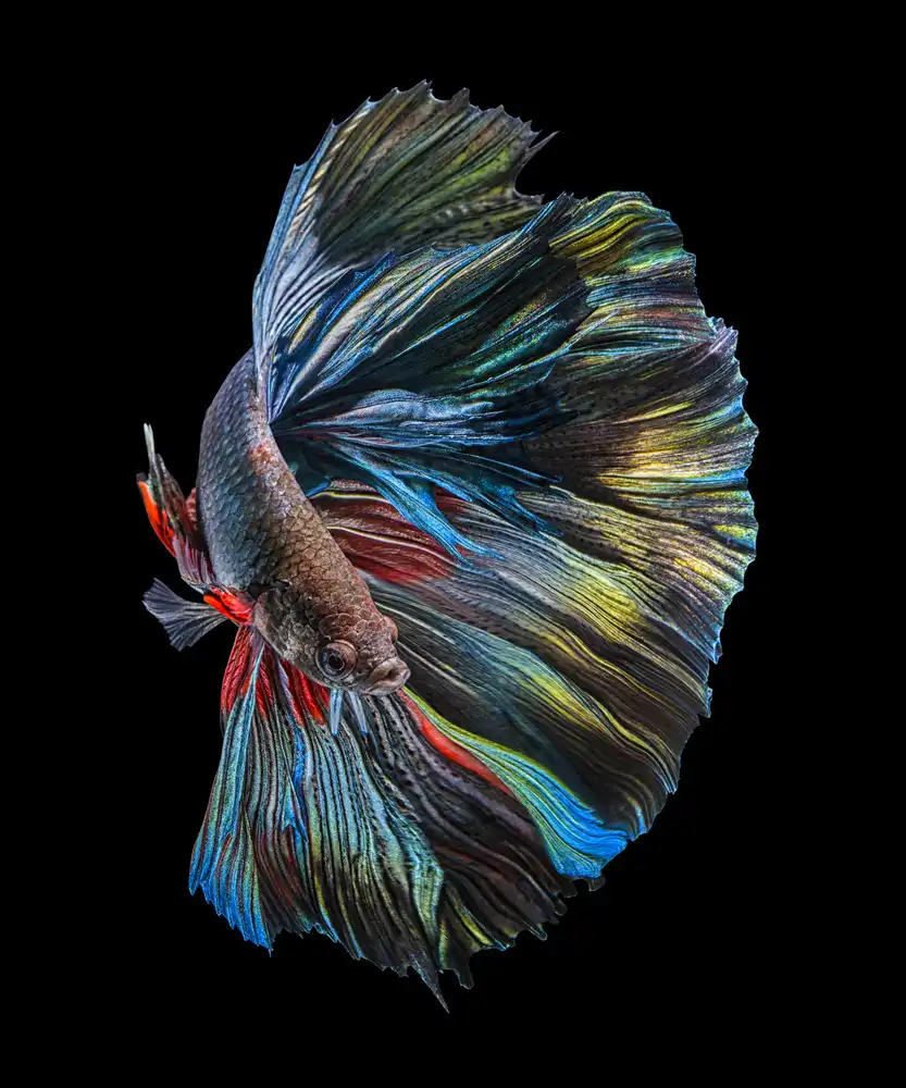 Halil, Andi: El pez Betta