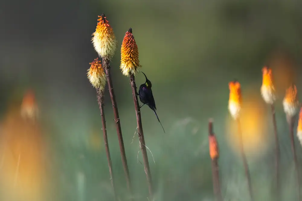 Marchegiani, Roberto: Tacazze Sunbird