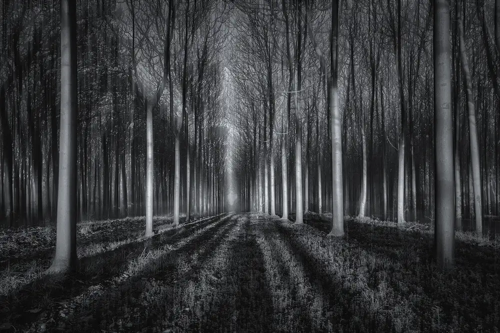 Zhu, Jingshu: In den Wald