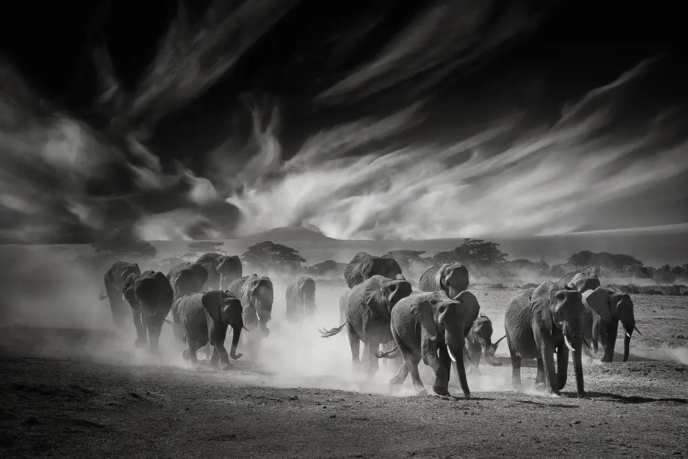 Guillemot, Mathilde: Le ciel,la poussière et les éléphants