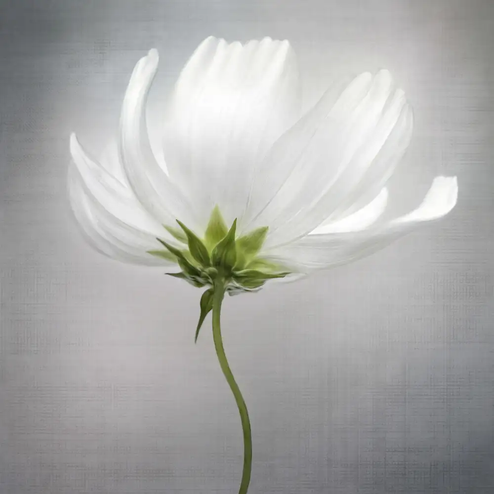 Disher, Mandy: Cosmos***