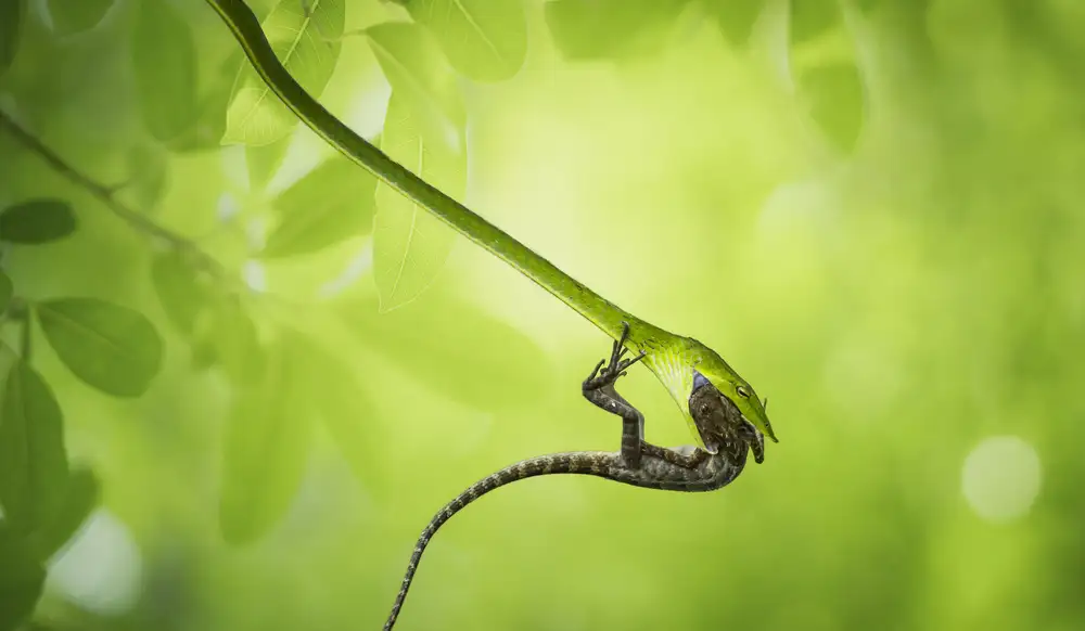Vu, Thien Vu: Cazador